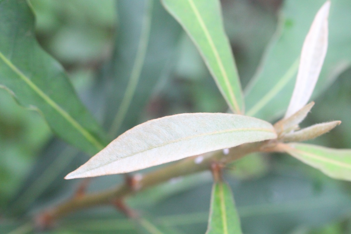 Madhuca clavata Jayas.